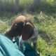Pedigree Short Haired German Pointers Puppies