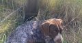 Pedigree Short Haired German Pointers Puppies