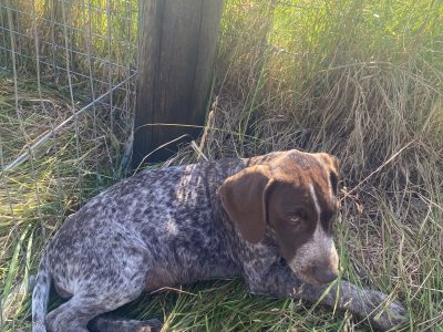 Pedigree Short Haired German Pointers Puppies