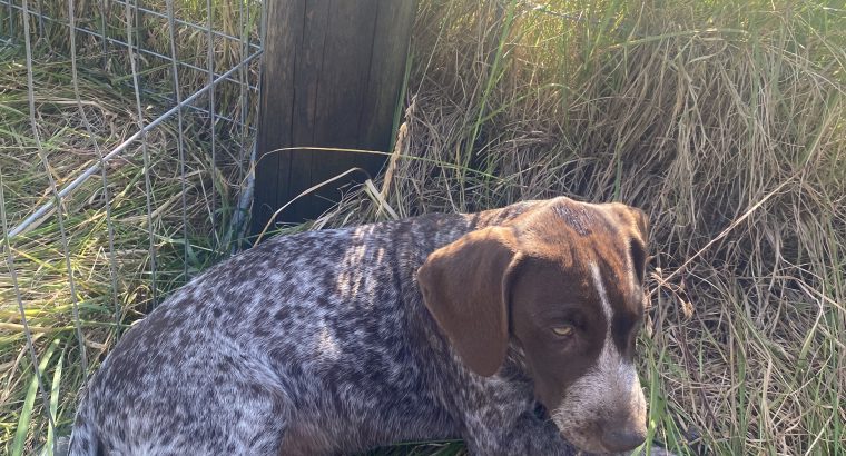 Pedigree Short Haired German Pointers Puppies