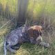 Pedigree Short Haired German Pointers Puppies