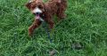 Cavapoo boy
