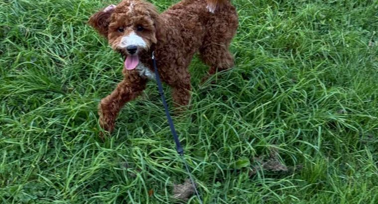 Cavapoo boy