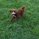 Cavapoo boy