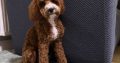 Cavapoo boy