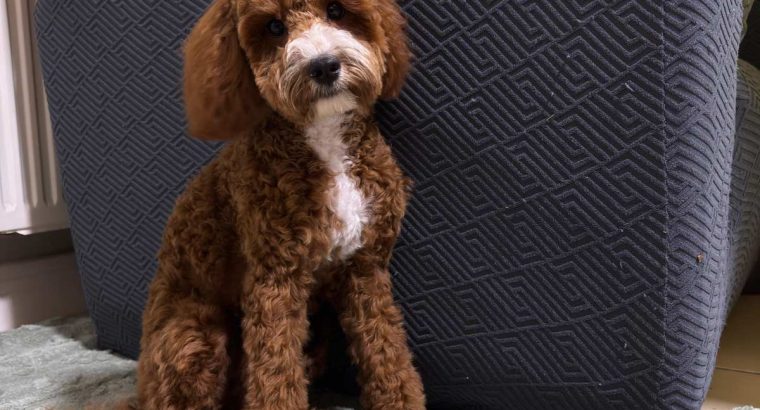 Cavapoo boy