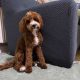 Cavapoo boy