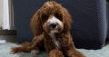 Cavapoo boy