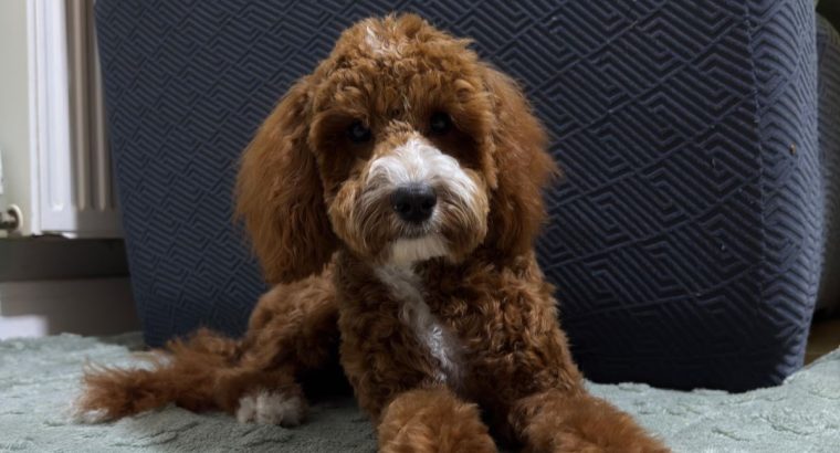 Cavapoo boy