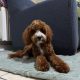 Cavapoo boy
