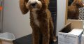 Cavapoo boy