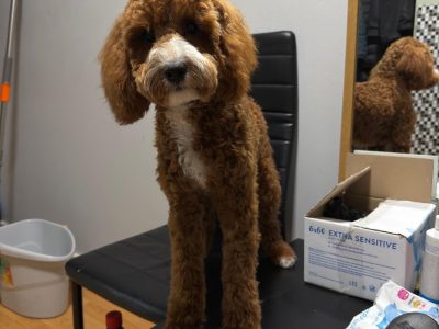 Cavapoo boy
