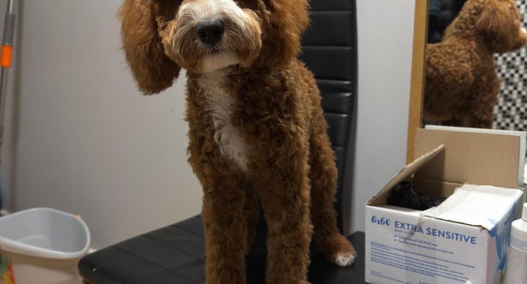 Cavapoo boy