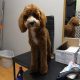 Cavapoo boy