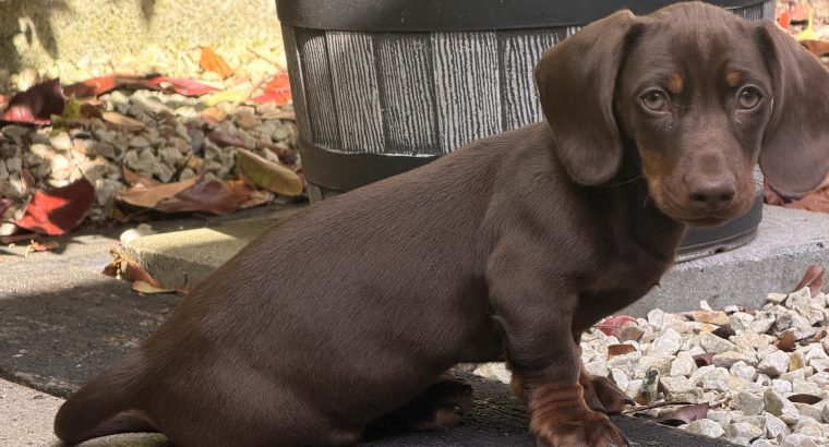 Chocolate brown dashound