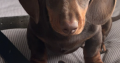 Chocolate brown dashound