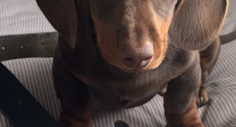 Chocolate brown dashound