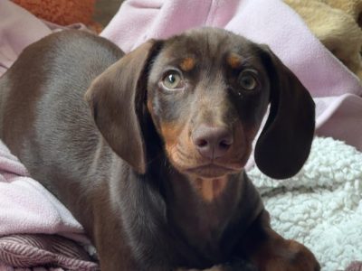 Chocolate brown dashound