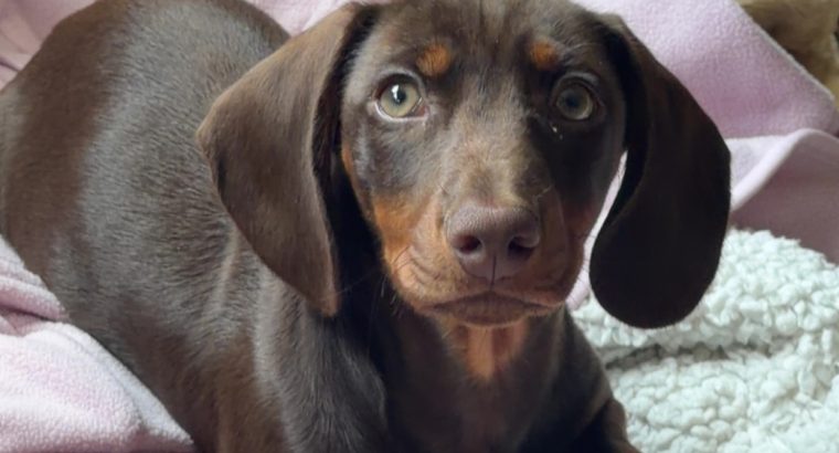 Chocolate brown dashound