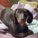 Chocolate brown dashound
