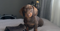 Chocolate brown dashound