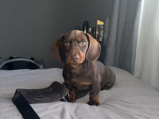 Chocolate brown dashound