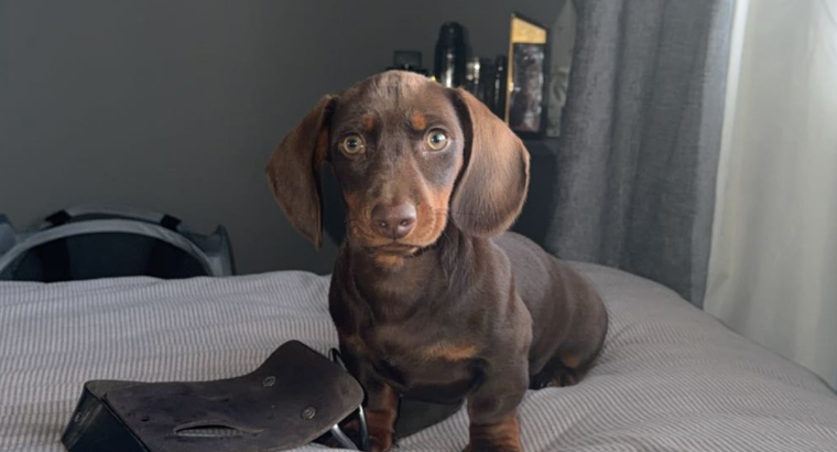 Chocolate brown dashound