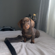 Chocolate brown dashound