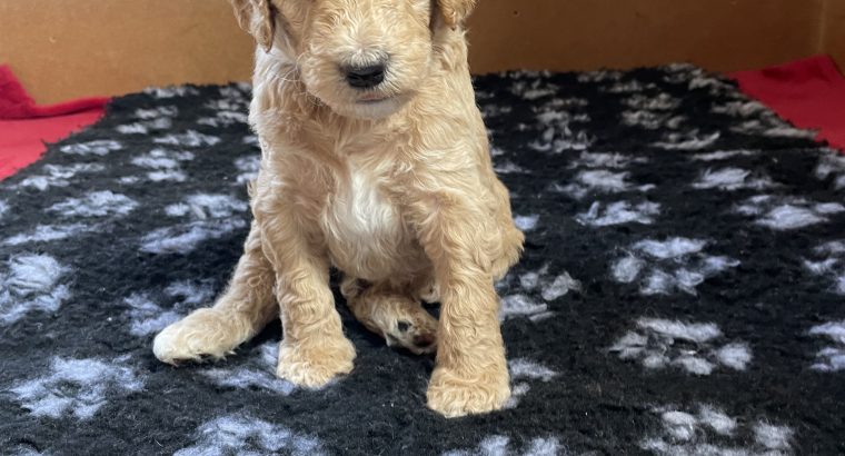 Gorgeous Standard Poodle Pubs