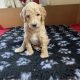 Gorgeous Standard Poodle Pubs