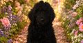 Gorgeous Standard Poodle Pubs