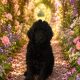 Gorgeous Standard Poodle Pubs