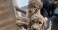 Gorgeous Standard Poodle Pubs