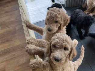 Gorgeous Standard Poodle Pubs