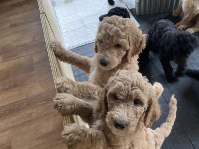 Gorgeous Standard Poodle Pubs