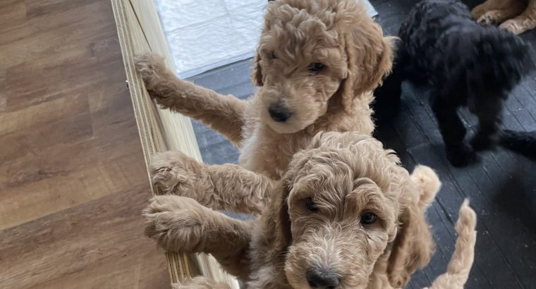 Gorgeous Standard Poodle Pubs