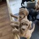 Gorgeous Standard Poodle Pubs