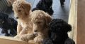 Gorgeous Standard Poodle Pubs