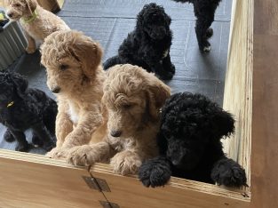 Gorgeous Standard Poodle Pubs