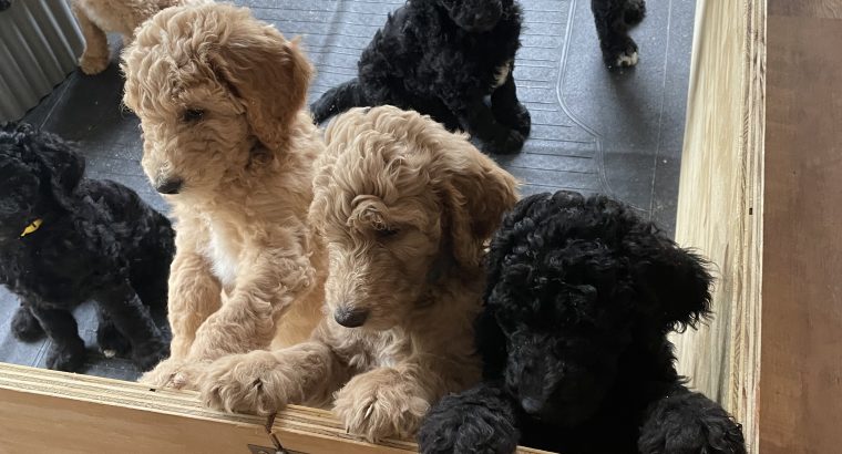 Gorgeous Standard Poodle Pubs