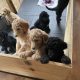 Gorgeous Standard Poodle Pubs