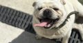 Male pug