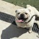 Male pug