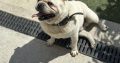 Male pug