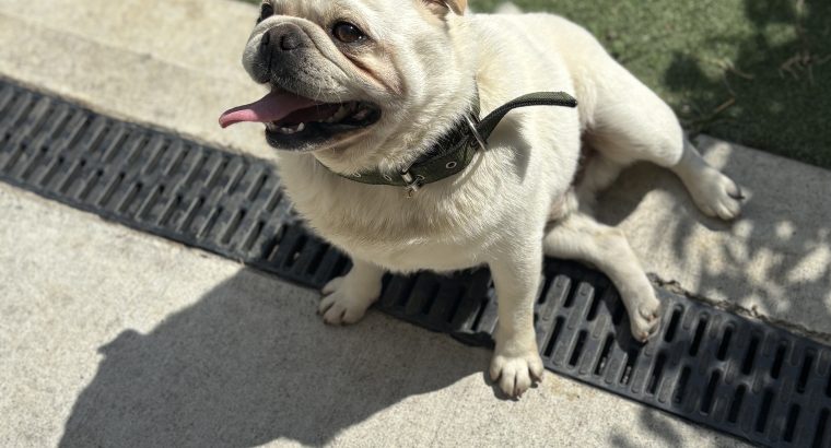 Male pug