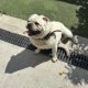 Male pug