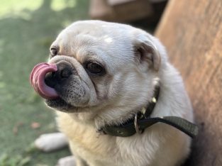 Male pug