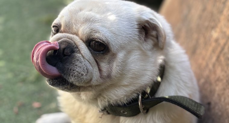 Male pug
