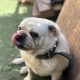 Male pug