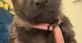 Husky,German shepard for sale
